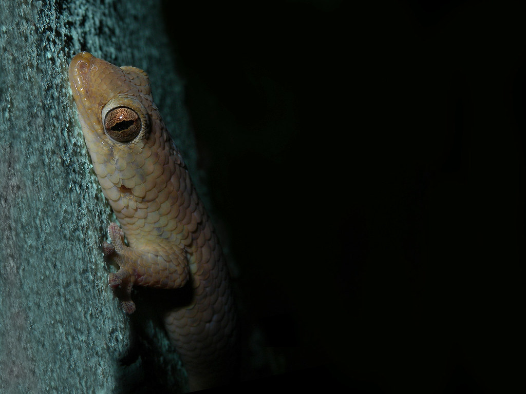 Fishscale Gecko, Ankarafantsika National Park, Madagascar… Flickr