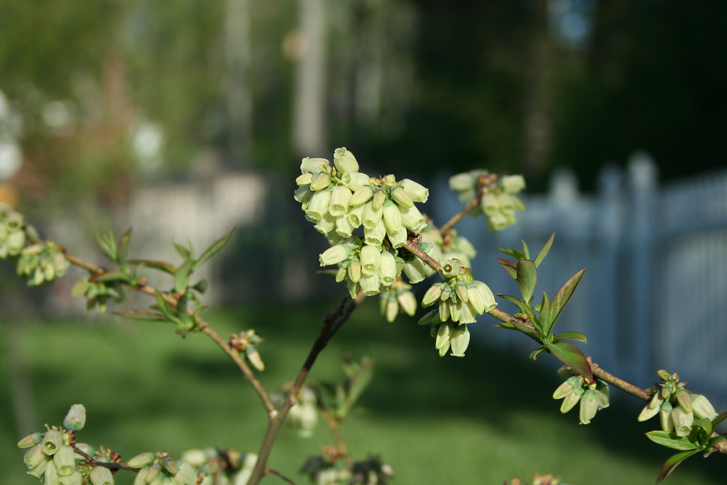 Blueberry Blossoms 2 Up close look at the bell shaped flow… Flickr