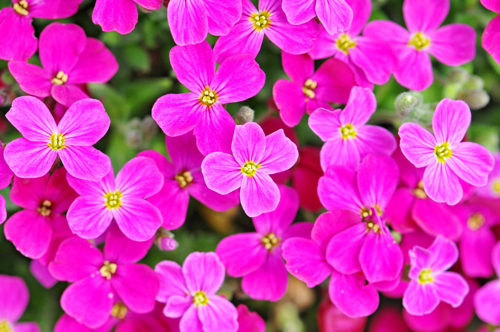 Pink flowers Once again, many small flowers I took near my… Flickr