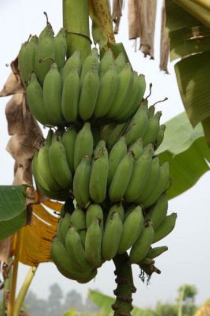 High yielding banana fruits High yielding bunch of banana ??? Flickr