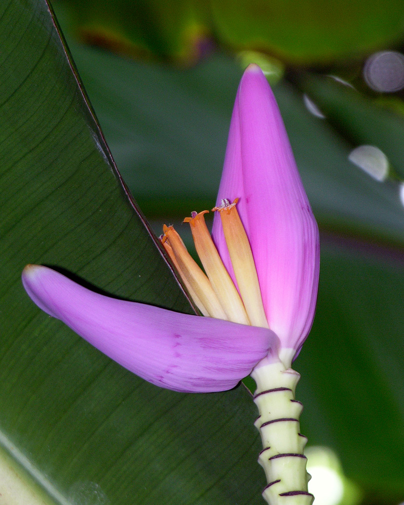 Banana flower Springhare Flickr