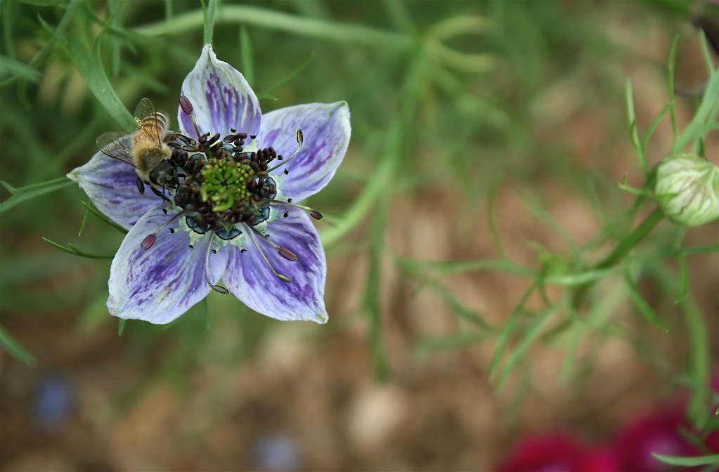 Nigella With Bee Also known as "loveinamist", this was … Flickr