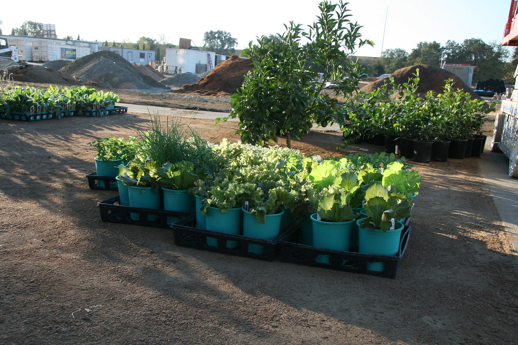 a flat of plants from Kelly's nursery ready to be planted Flickr