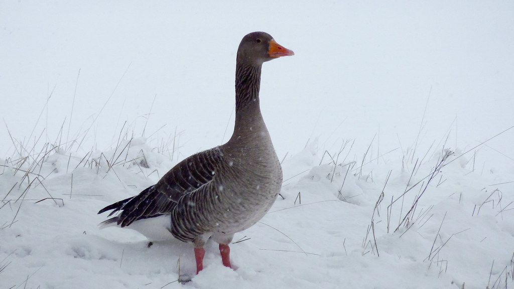 Greylag Goose Center Parcs, Sherwood Forest. Mark McQuitty Flickr