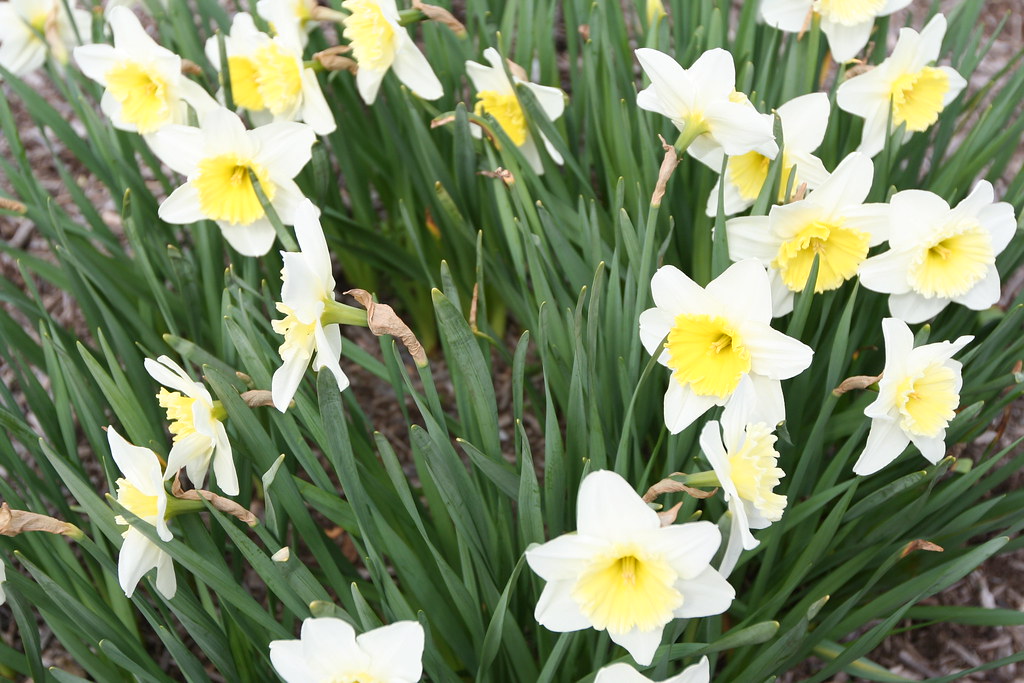 Daffodil New Jersey at Leon Ricker blog