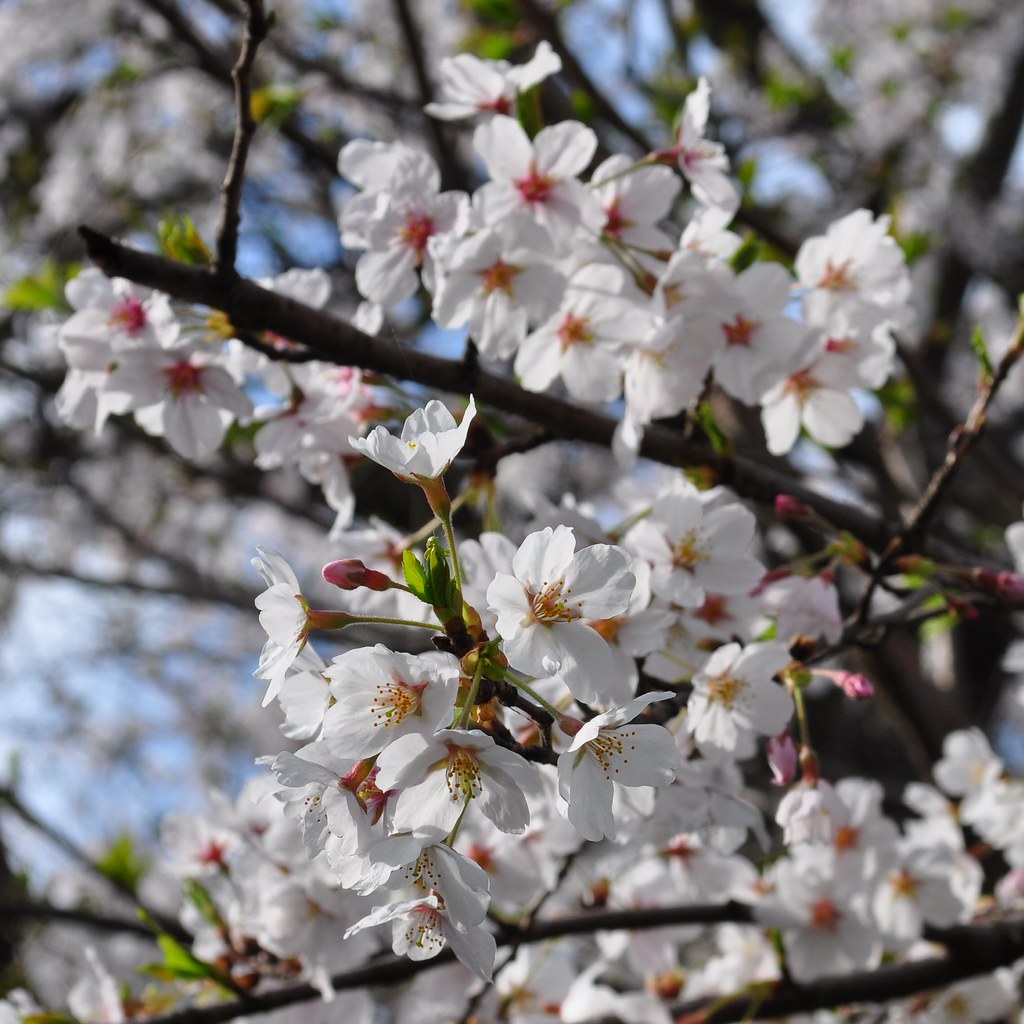 cherry blossom Near the post office Bujyo [?] yuki_alm_misa Flickr