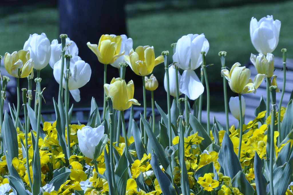 Richmond Flowers 031 Jennifer Flickr