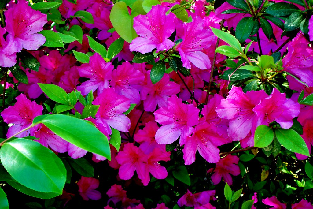 Azaleas This has been a beautiful azalea season in Kristina Simms Flickr