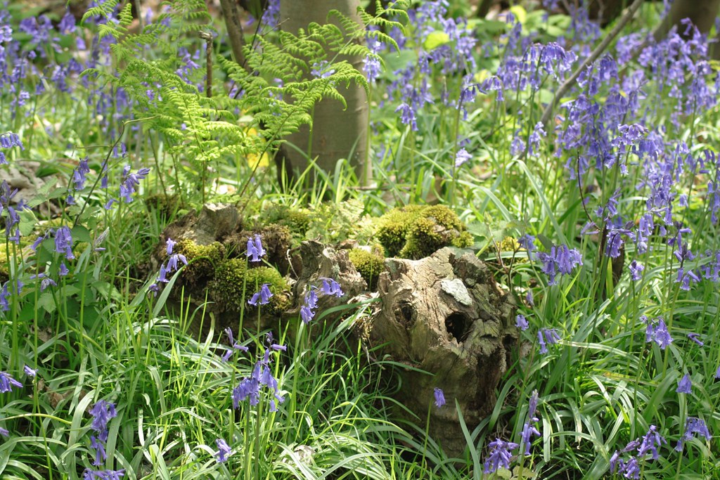 Bluebells, Norsey Wood, Billericay Bluebells and fern on a… Flickr