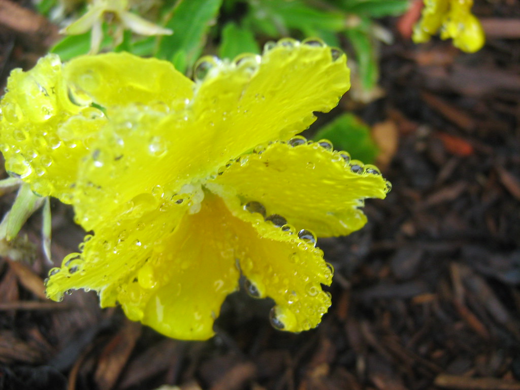 Candy Flower Tyler F grade7digital Flickr