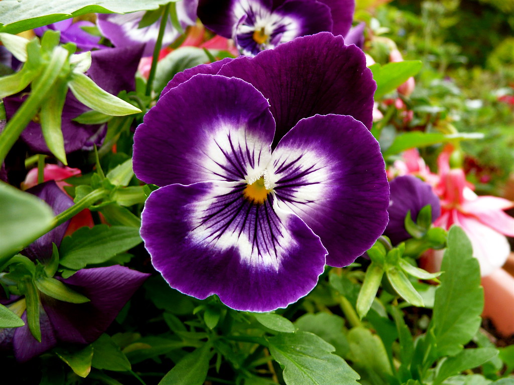 purple pansy face Scorpions and Centaurs Flickr
