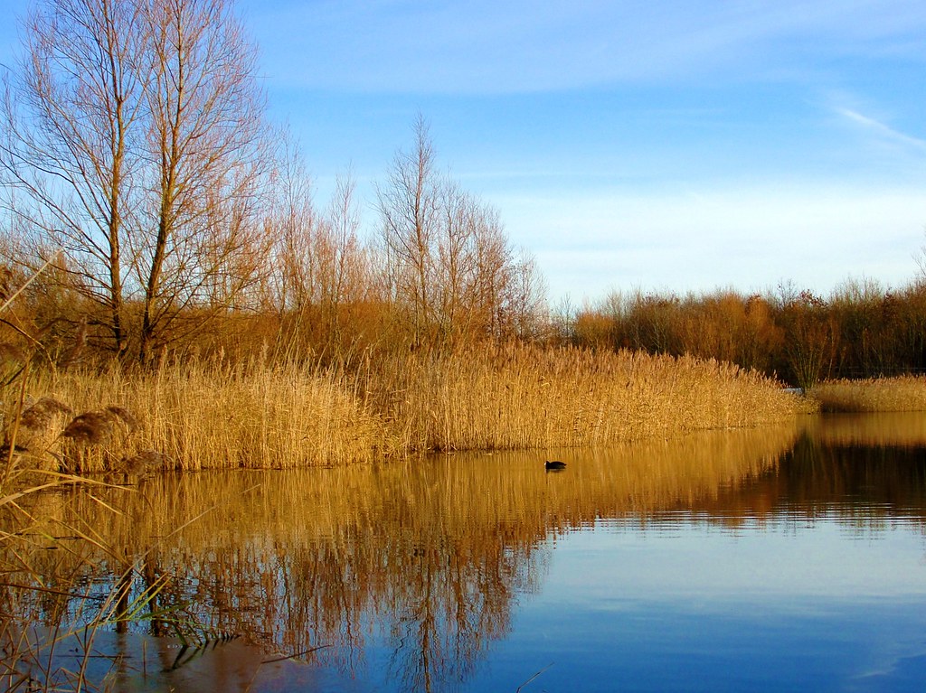 Bedfont Fishing Lake Maxwell Hamilton Flickr