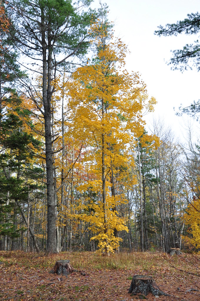 Oakfield october 2009 010 ferrere Flickr