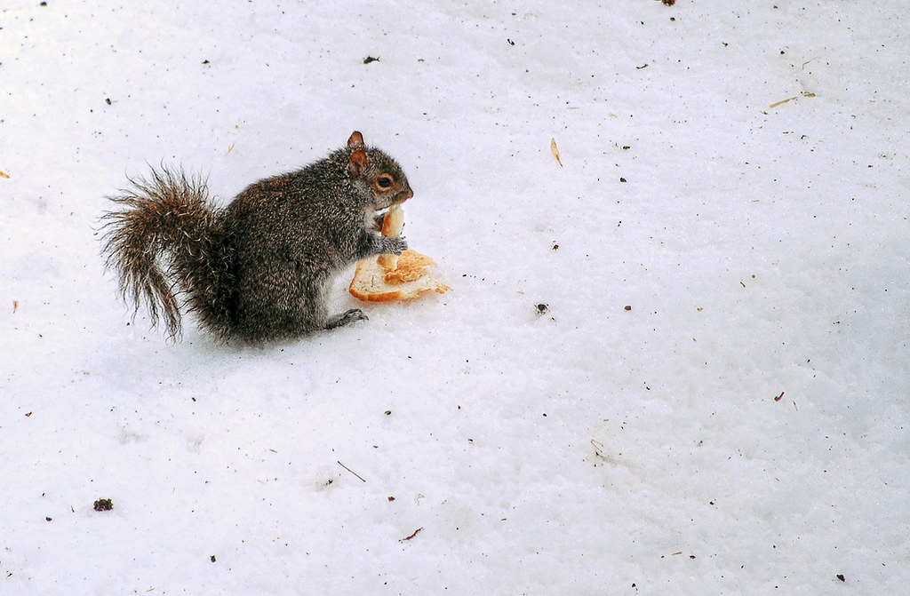 This soaked wet squirrel is freezing This morning it's rai… Flickr