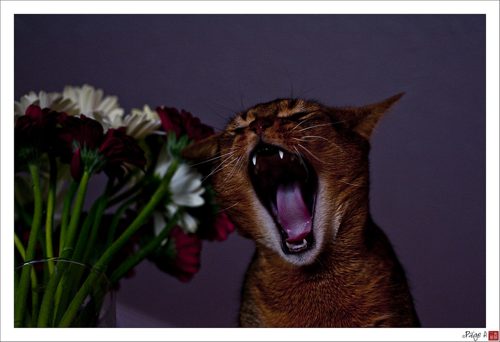 Day 74 Some Days I Just Wanna SCREAM!!! 74/365 (March 15… Flickr