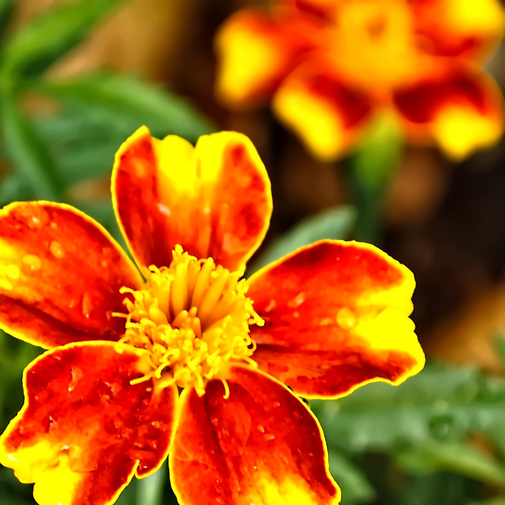 Life is like a flower Make the most of your bloom before y… Flickr