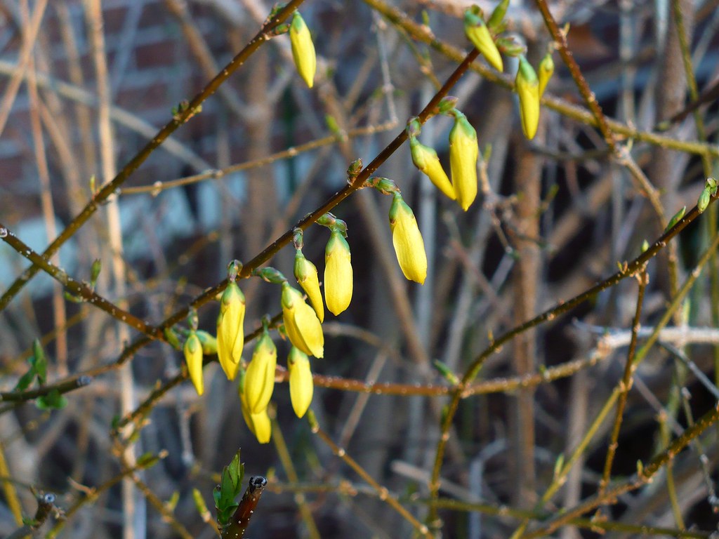 Later....Bloomers..... Please view large. Ronah Lee Flickr