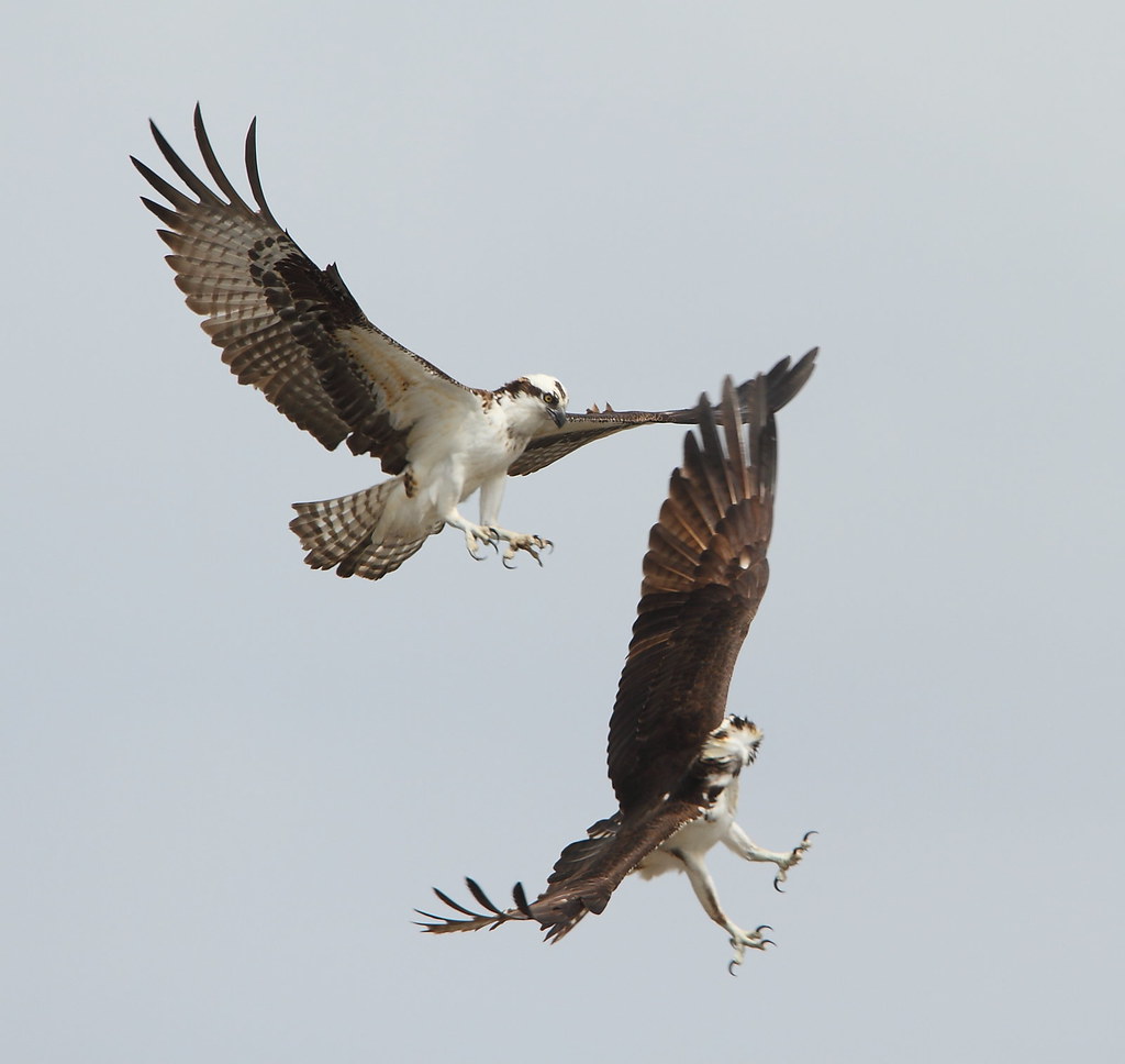 Osprey Ospreys,male and female in courtship flight Bill Eaton Flickr
