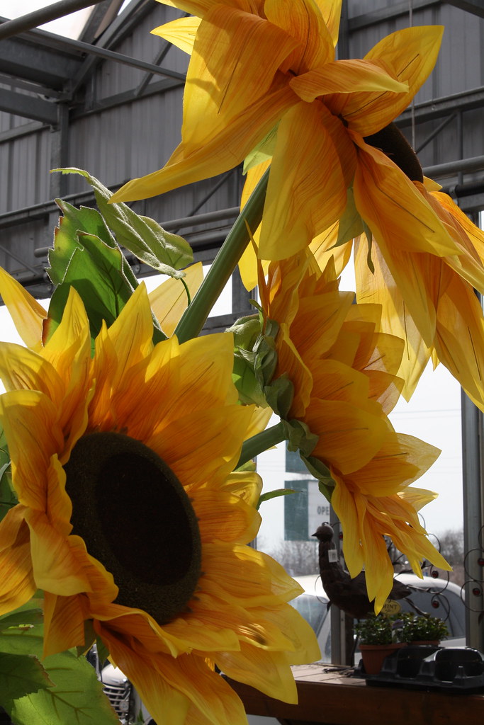 Giant fake sunflowers. At 69 a piece the temptation left… Flickr