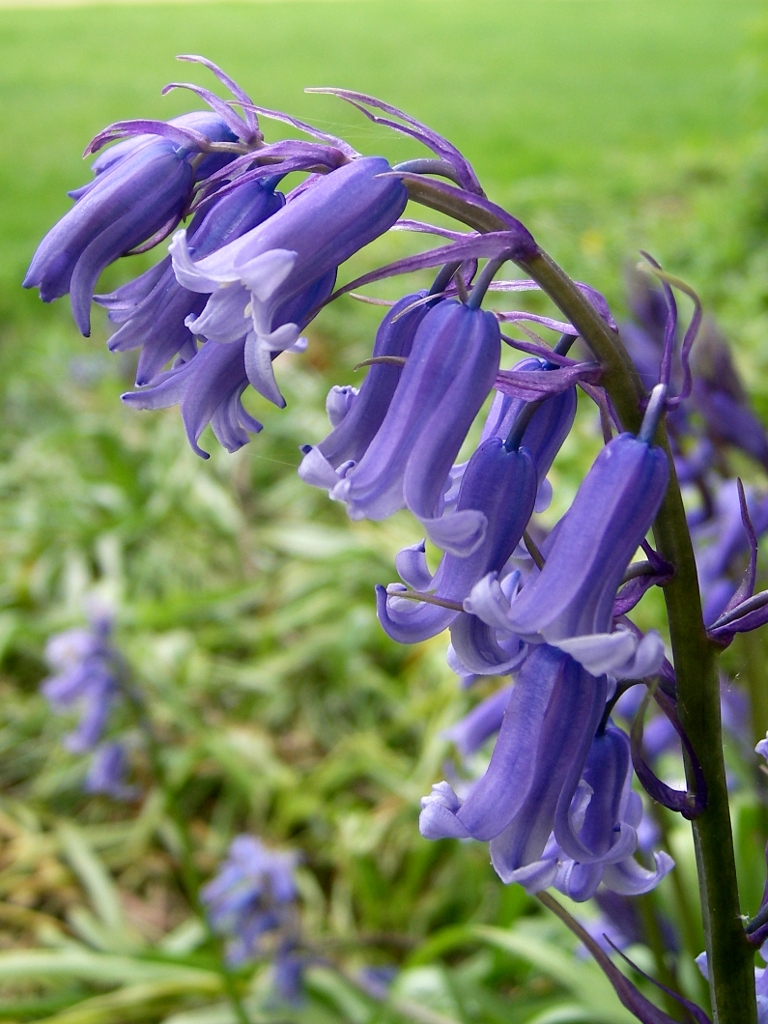 20100506 Clifton Flower Park 04 Flowers in Clifton’s Cen… Flickr
