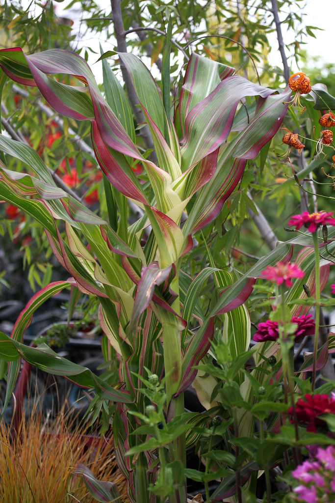 Zea mays variegata "Variegated Corn" Annie's Annuals & Perennials