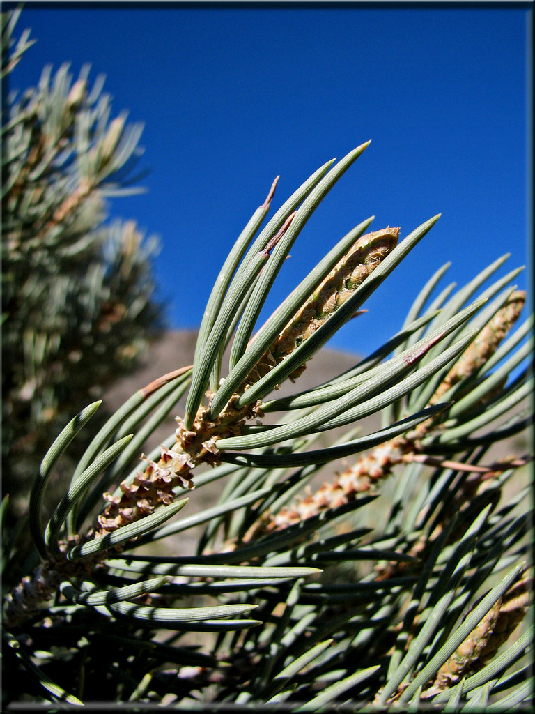 Pinyon_PineWRC050510 Needles of Pinyon Pine. Growing in … Flickr