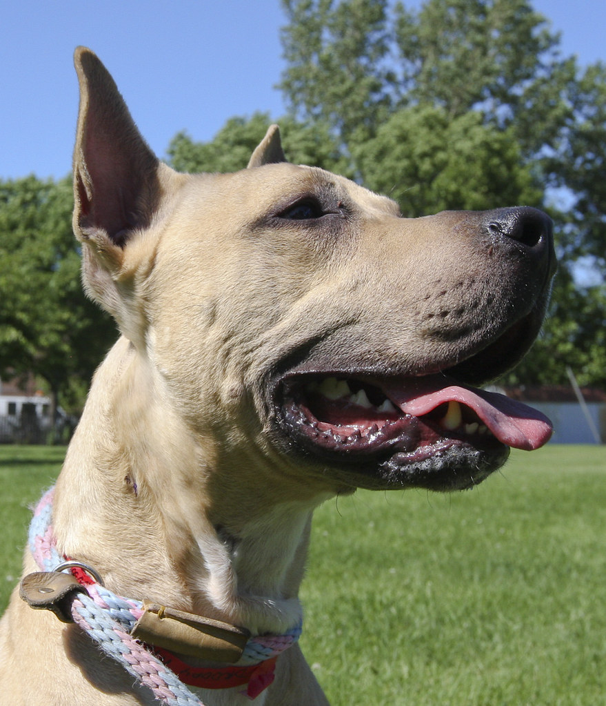 Droopy_5 Droopy Male, 1yr, Tan/White, Great Dane/Pit Mix… Flickr