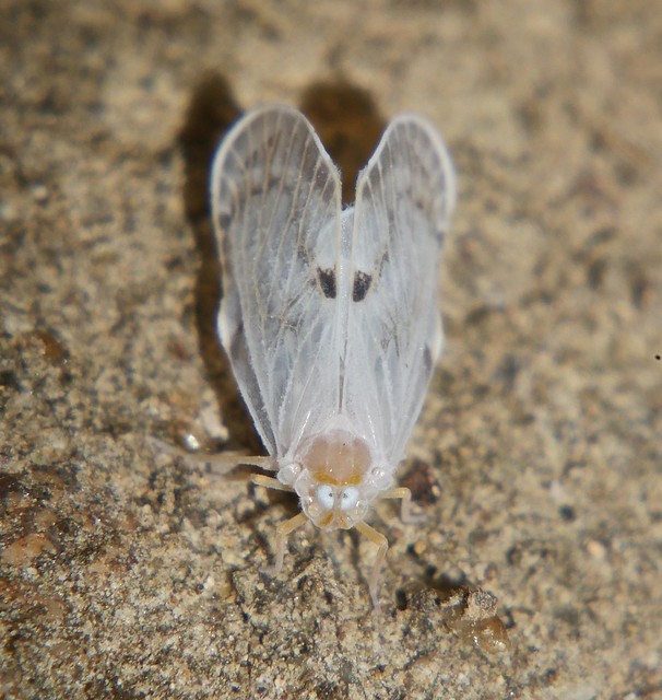 HA HA HA BOOM BOOM !! Albino Basil Brush, Fox face Derbid plant hopper