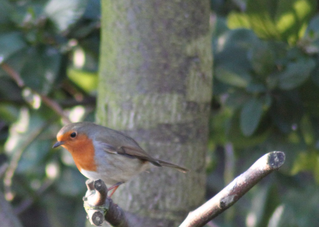 Red Robin Geraint Rowland Flickr