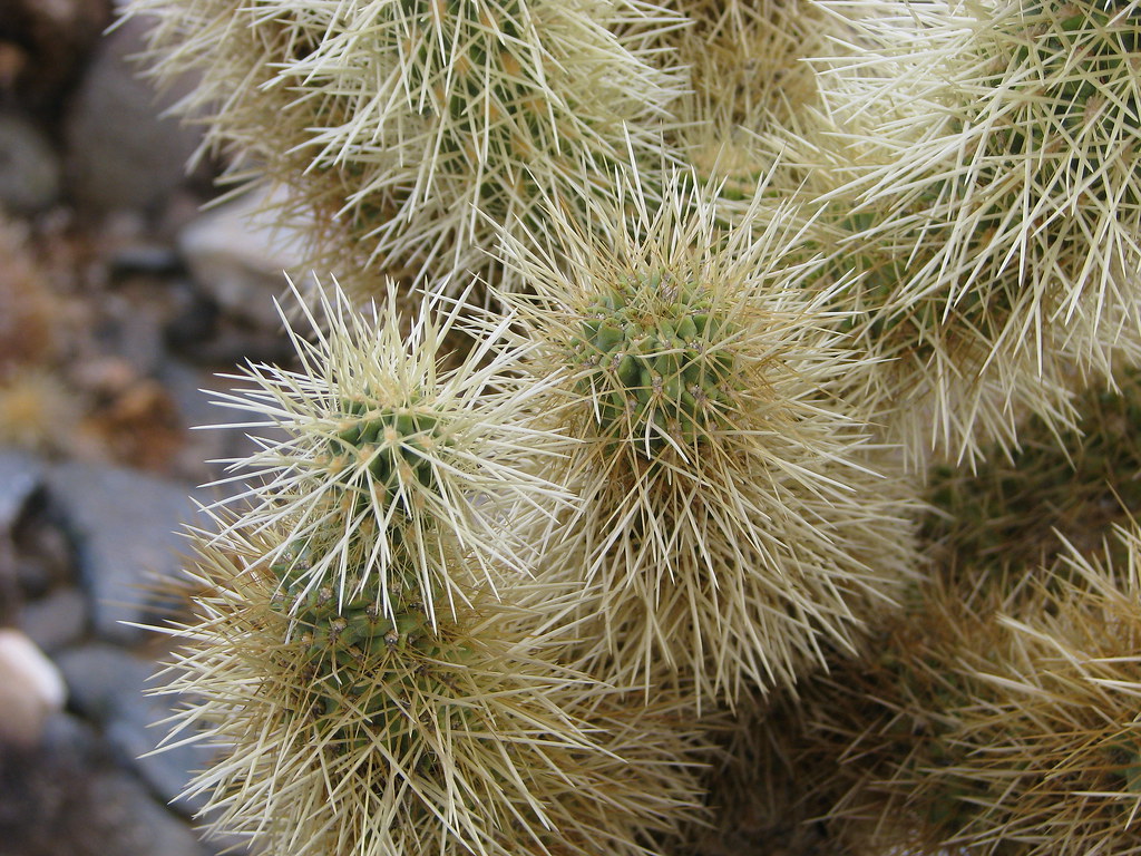 Christmas Cactus Spikes Cactus spikes Closeup of the teddybear cactus. As close as… Flickr
