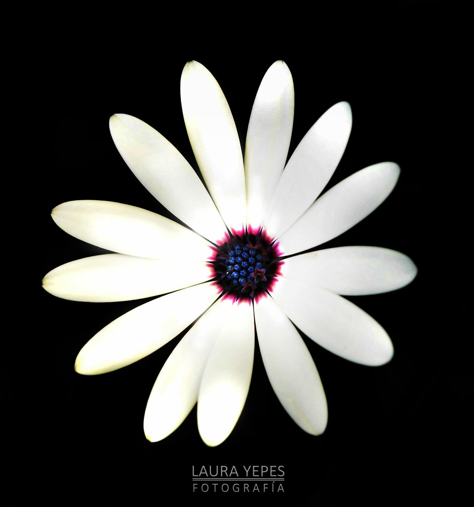 Flores de Punitaqui, arterias, vidas, junto a mi cam… Flickr