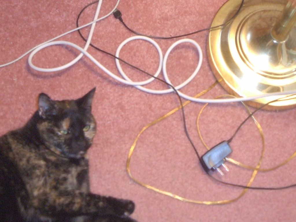 Cat's Dream cats and electrical cords, am I right? Jon Seidman Flickr
