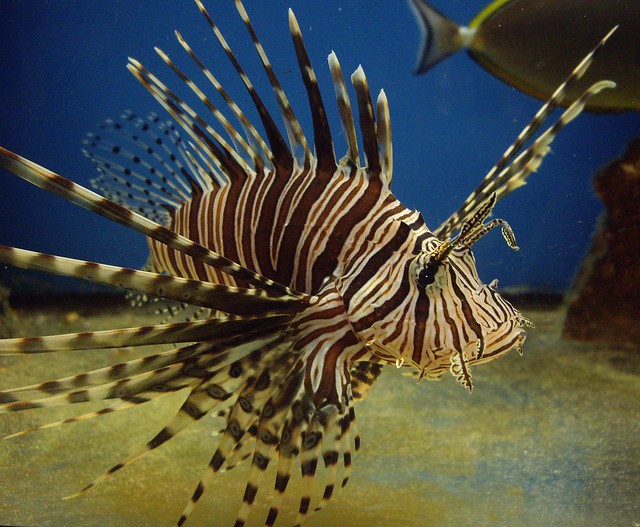 Underwater with the Venomous Lionfish a photo on Flickriver