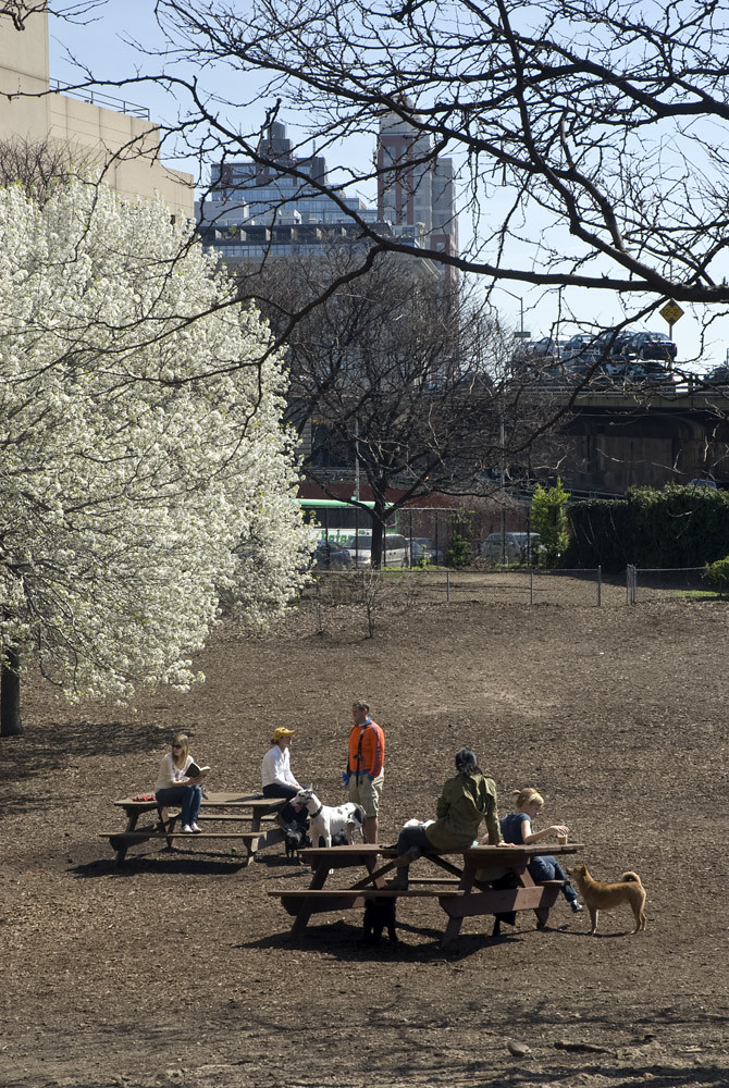 Spring Blossoms at Hillside Park Dog Run, Brooklyn Heights