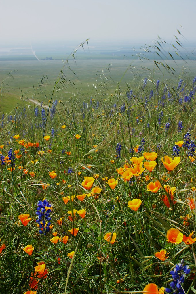 Arvin Hills California wildflowers (18) Karl Gercens Flickr