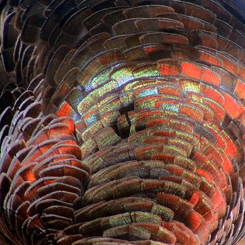 Turkey Breast Feathers Judith Baker Montano Flickr