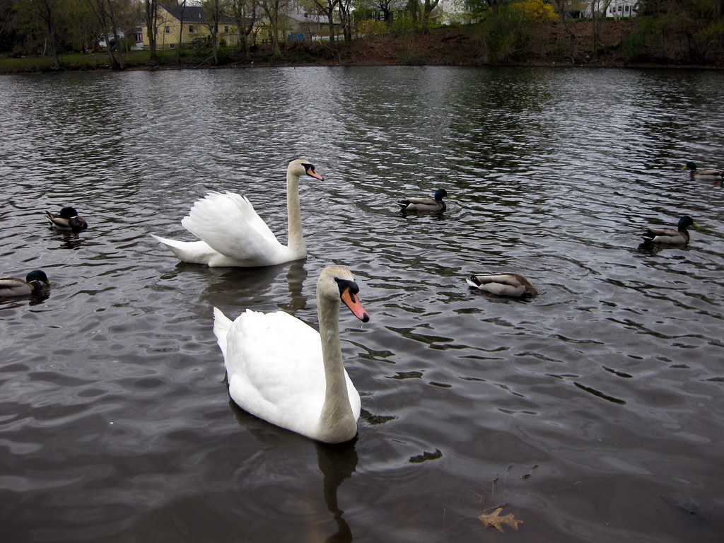 Swans on Mill Pond Danvers, Massachusetts Swans on Mill P… Flickr