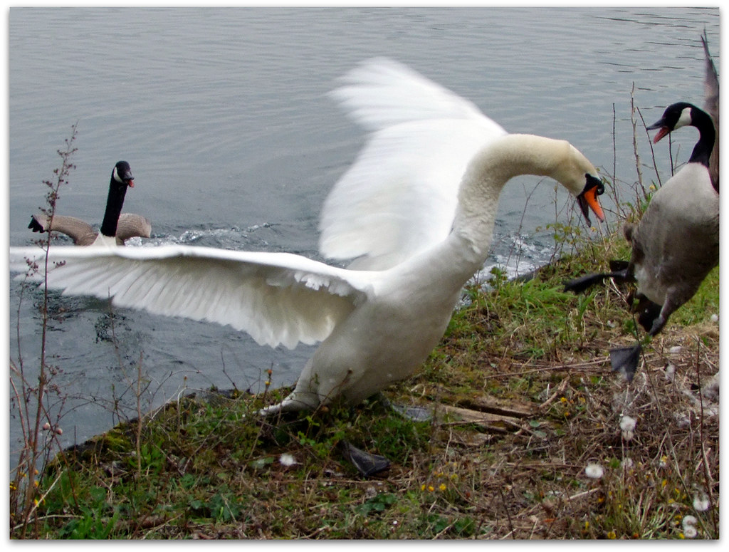 Suddenly! (Swan attack 3 of 4) © All rights reserved canad… Flickr