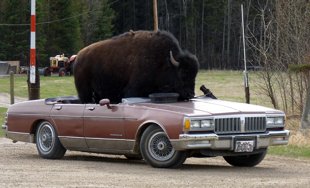 Bison Car 828 lorayne Flickr