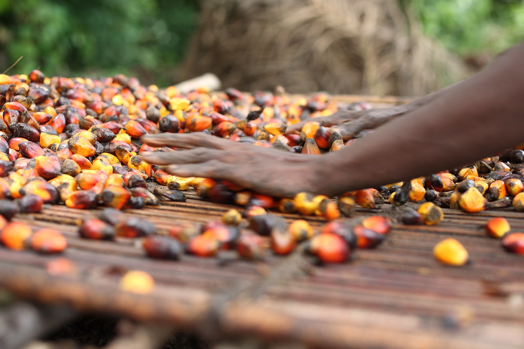 Palm Oil Production A freelance worker cleans palm nuts at… Flickr
