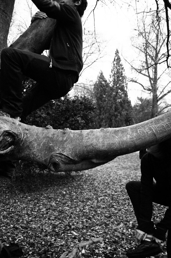 ferrara e gli alberi! Bgt Guerra Flickr