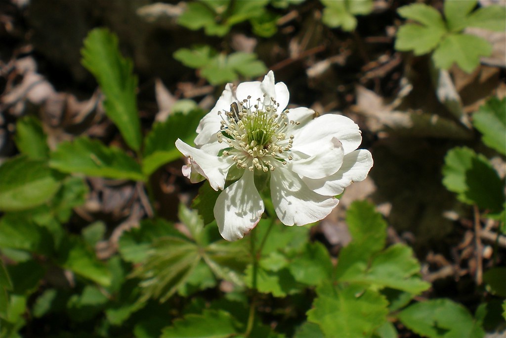 Southern Dewberry Rose Family Rubus trivialis p12 Texas T… Flickr