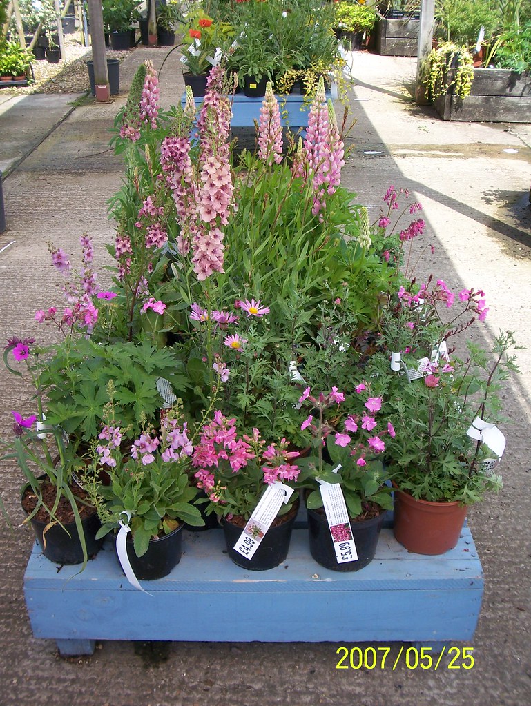 Pink flowers! Manor Nursery, Angmering, West Sussex. Leonora (Ellie