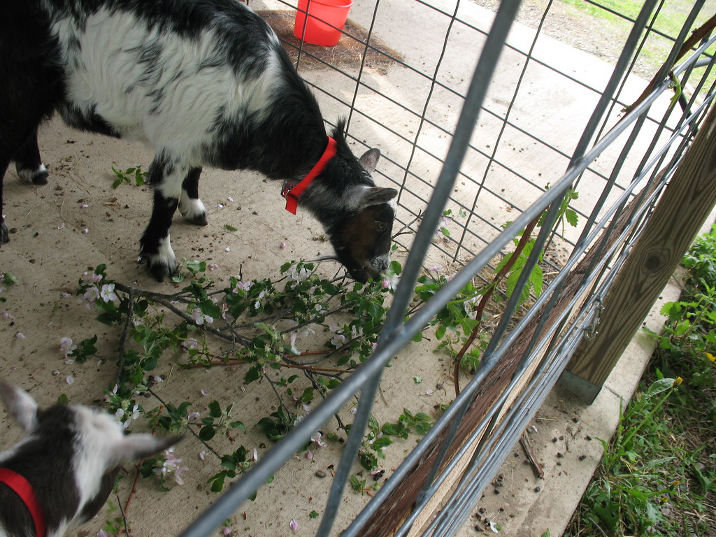 goats and brambles 008 Jan Flickr