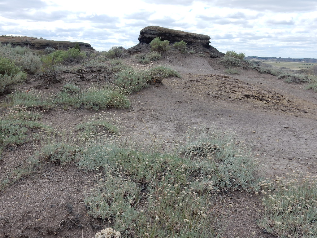 Eriogonum pauciflorum This buckwheat is distinctive becaus… Flickr