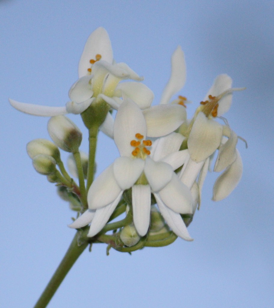 Moringa oleifera flowers The moringa trees are flowering i… Flickr