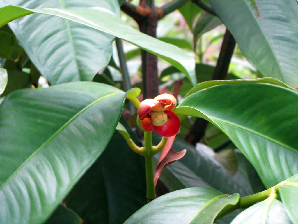 Mangosteen Flower First Flowering Different Views (a… Flickr