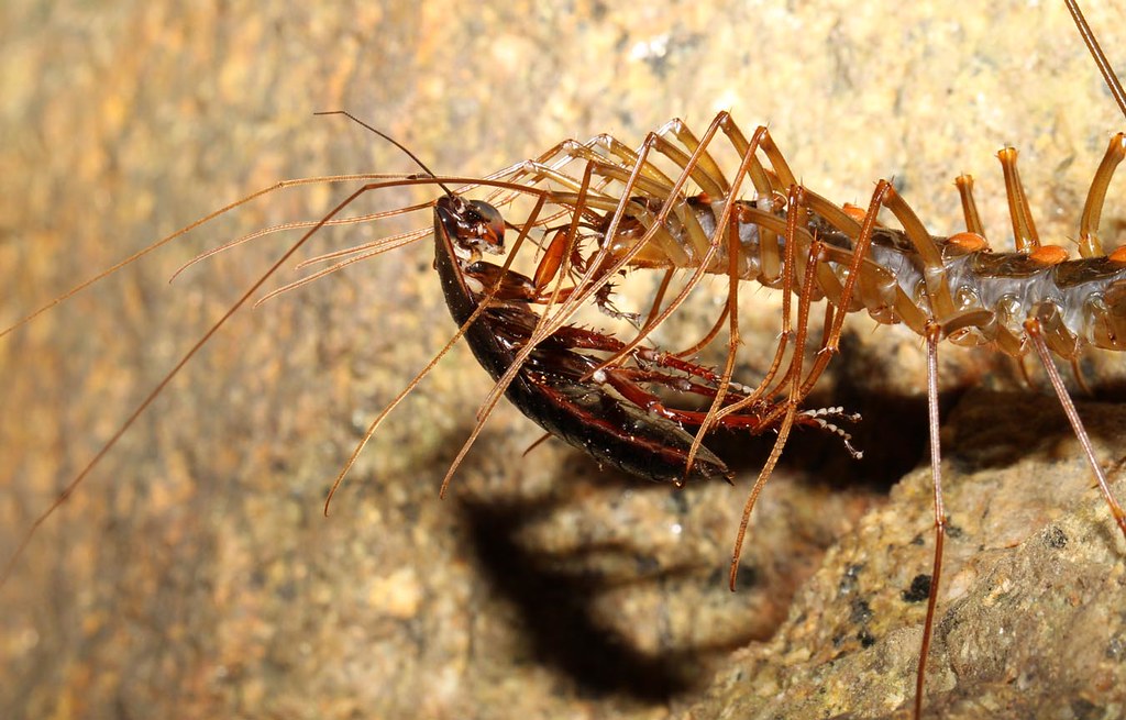 House Centipede (Scutigera coleoptrata) Centipede