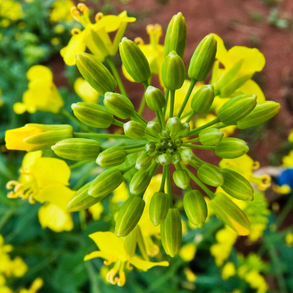 canola plant from the top Marvin Bredel Flickr
