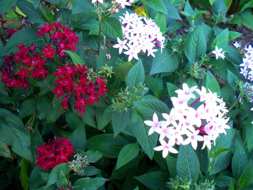 Red and White Small Flowers in Waikiki Hilton Hawaiian V… Flickr